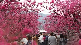 台中后里泰安派出所-櫻花盛開