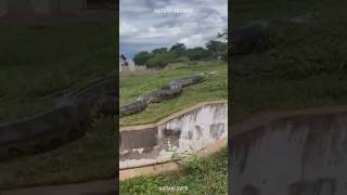 Green Anaconda 🐍 World’s HEAVIEST Snake