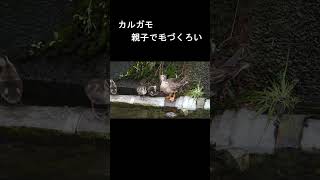 カルガモ親子で羽繕い #shorts #duck #カルガモ #親子 #羽繕い