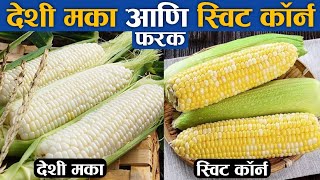 देशी मका आणि स्विट काॅर्न मधील फरक ? 🤔 Difference Between Desi Corn \u0026 Sweet Corn ?