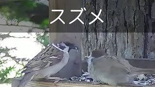 スズメの巣立ち  ＜札幌近郊の野鳥＞