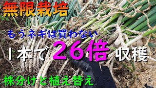 もうネギは買わない！1本で26倍増えるワケネギ株分けのやり方