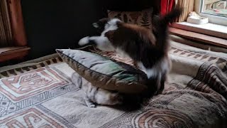 Преждевременный отъезд, баловные кошки и поход за еловой корягой