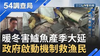 鱸魚產季大延後!產量大升害價格大跌 政府啟動產銷調節機制救漁民｜記者 曾奕慈 梅志銓｜【54調查局】20190930｜三立新聞台