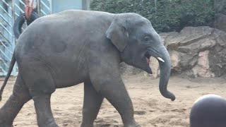 大きな声が出ちゃったアルンくん【‎2023‎年‎11月‎29日】【上野動物園】アジアゾウ