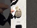 greedy hedgehog animals shorts