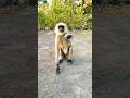 Bajrang dal Jai hanuman #monkey #trending #yshorts #viral #yshorts