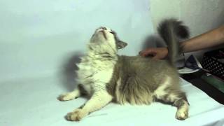 Cat Trololo Singer