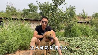 中华田园犬之太行犬的故事：能够认识从未谋面的亲人