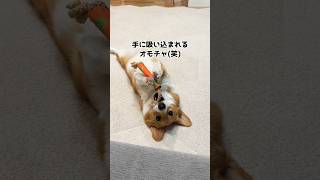 器用にオモチャを操るコーギー【逆再生じゃないよ！笑】