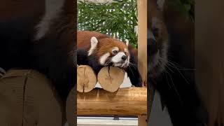 レッサーパンダ　リーファちゃん　ちょっとだらけています、だって夏だもの。　【のんほいパーク】Red panda Leafa-chan Toyohashi Zoo