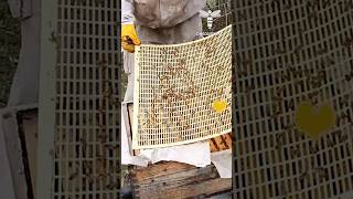 Sometimes beekeepers, out of their wish to restrict the queen from laying into suppers will...