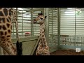 nubian giraffe born in safaripark beekse bergen