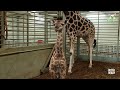 nubian giraffe born in safaripark beekse bergen