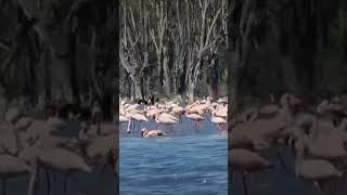 Beautiful Kenya. Lake nakuru.