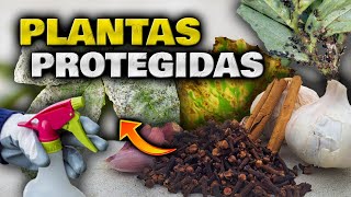 DOS en UNO!! APLICA este FUNGICIDA e INSECTICIDA CASERO para Plantas y ELIMINA Hongos y Plagas HOY!!