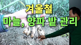 겨울철 마늘, 양파 밭 관리