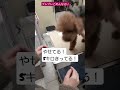 高齢犬の日常🐶動物病院にて！体重測定！ トイプー シニア犬との暮らし でかプー