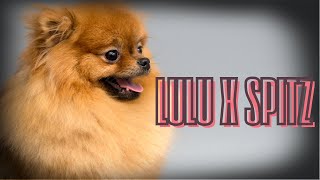 Lulu da Pomerânia: Descubra 9 Curiosidades