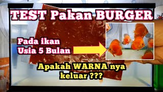 REAKSI Pakan BURGER pada DISCUS usia 5 Bulan