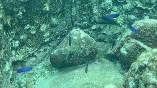 まるで水族館 柏島の海の中の熱帯魚たち　高知県