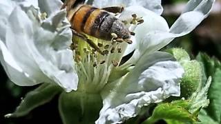 GardenFunOrganics-Host Mr.Paka-Early Spring Bloom