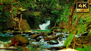 Serene Jungle Waterfall \u0026 Stream | Relaxing Nature Sounds | 4K Ambience