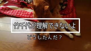 発情前に去勢手術した猫なのに　今頃になってこのポーズ