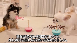 ガムを固定するやつの使い方を忘れて怒り出す妹犬が可愛い。