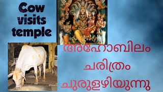 ലക്ഷ്മീ നരസിംഹ സ്വാമി ക്ഷേത്രം, അഹോബിലം |Cow visits temple everyday |