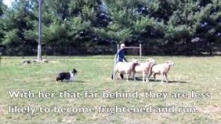 Scarlett the Sheltie Herding Sheep