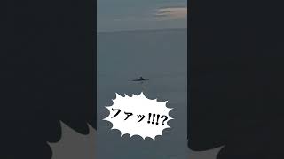 サメ！！？