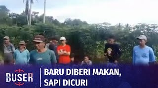 Sempat Beri Makan saat Subuh, Pemilik Syok Dua Sapinya Hilang Dicuri hanya Selang Dua Jam | Buser