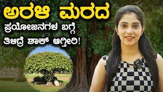 Peepal tree benefits : ಅರಳಿ ಮರದಿಂದ ಸಿಗುವ ಆರೋಗ್ಯಕರ ಪ್ರಯೋಜನಗಳಿವು | Vijay Karntaka