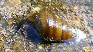 Semisulcospira libertina moving in the river slowly