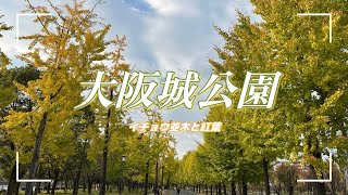 【散歩】大阪城公園の銀杏並木と紅葉