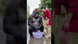 What are they doing #funny #beauty #pets  #gorilla #cute #monkey #chimpanzee #christmas