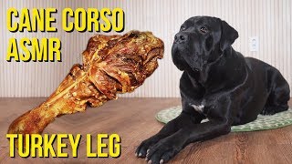 대형견 칠면조 다리 먹방 리얼 사운드 ASMR 케인코르소 DOG MUKBANG : TURKEY LEG