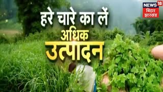 Annadata: हरे चारे की प्राप्ति के लिए क्या करें किसान, अधिक उत्पादन के लिए कृषि अधिकारी से लें सलाह