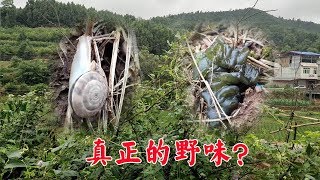 雨停了，雯雪來田埂邊撿“野味”吃，很長時間沒吃過了【90後寶媽雯雪】