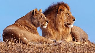Lion Documentary - Lion Pride of Bostwana 2021 | Nat Geo Wild