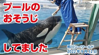 プールのおそうじ　してました【2022年9月12日】Orcas at Kamogawa Sea World in Japan