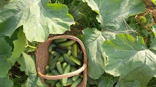 Harvesting cucumbers and zucchini (18.08.2022)