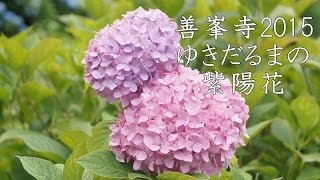 善峯寺2015②　ミッキーや雪だるまの紫陽花　Yoshimine-dera