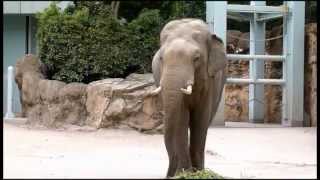 上野動物園アジアゾウ_青草を食べるアティ