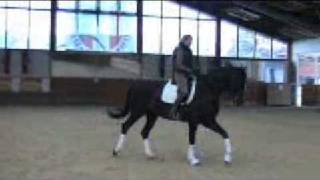 Dressagehorse Hanoverian mare