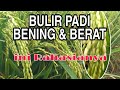 BULIR PADI BENING DAN BERAT