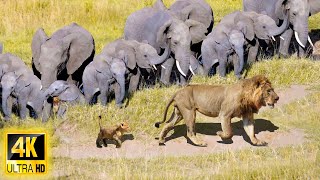 4K African Animals: Madikwe Game Reserve in Africa - Wild Animals With Real Sounds - 4K Ultra HD