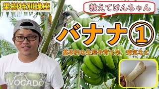 【果樹講座3 前半】生産者が教える「バナナ」の全て！バナナの生態や育て方，種類の分け方や病気などについて！