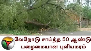 வேறோடு சாய்ந்த 50 ஆண்டு பழைமையான புளியமரம்